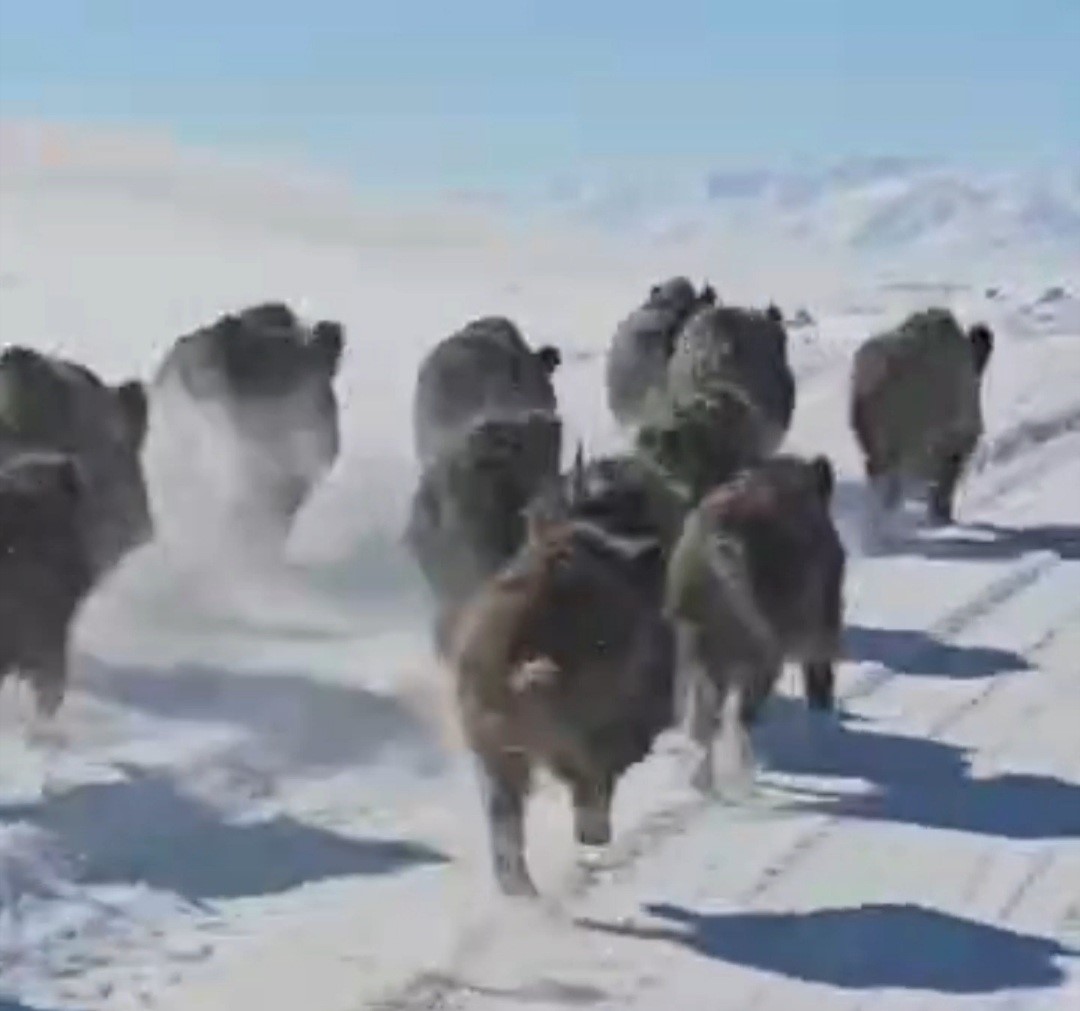 Başkale’de domuz sürüsü görüntülendi
