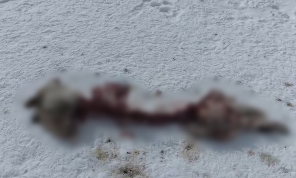 Başkale’de kurtlar köpeği parçaladı
