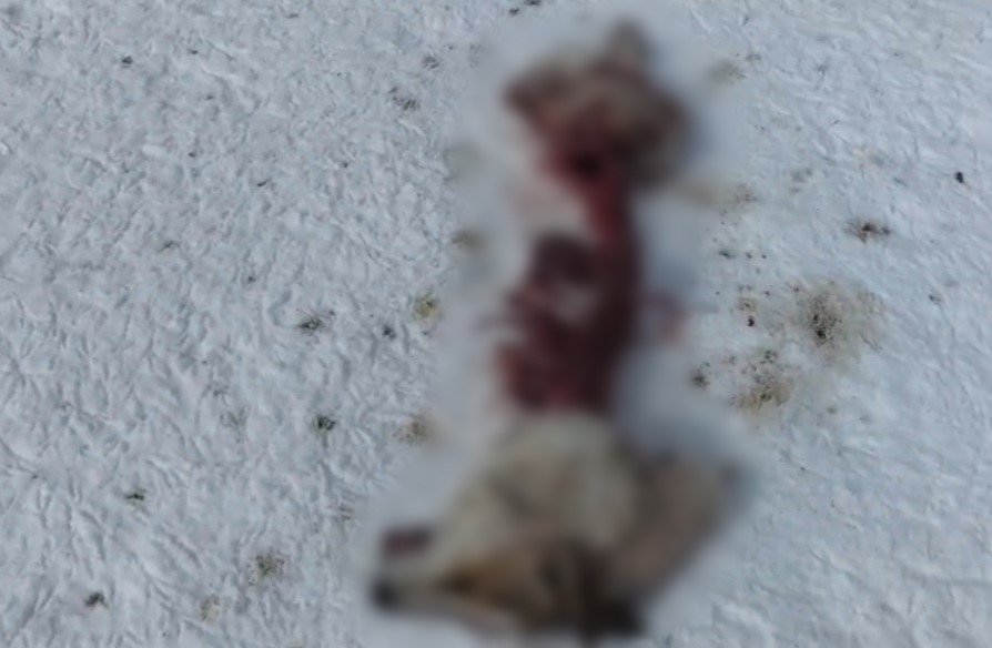 Başkale’de kurtlar köpeği parçaladı
