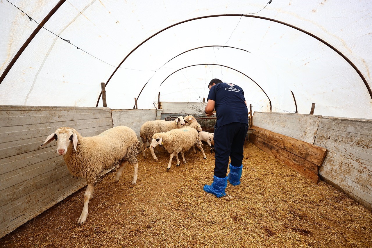 Başkan Çavuşoğlu’nun hayvancılık hamlesine üreticiden tam not
