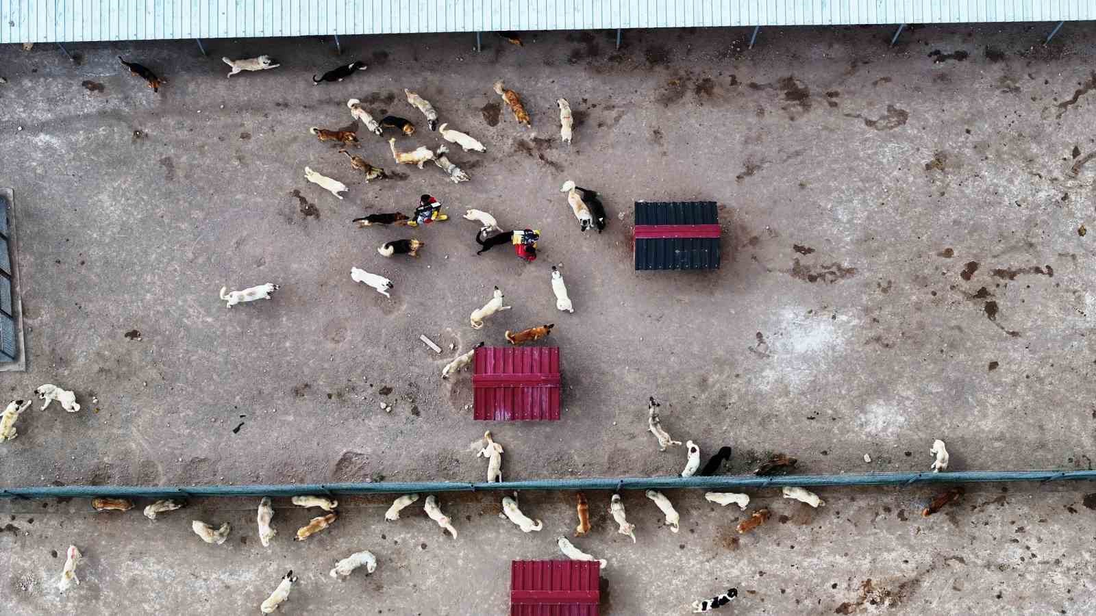 Başkan Çolakbayrakdar: "Kayseri’miz, model olacak modern hayvan bakımevi ile öncü bir şehir oluyor"
