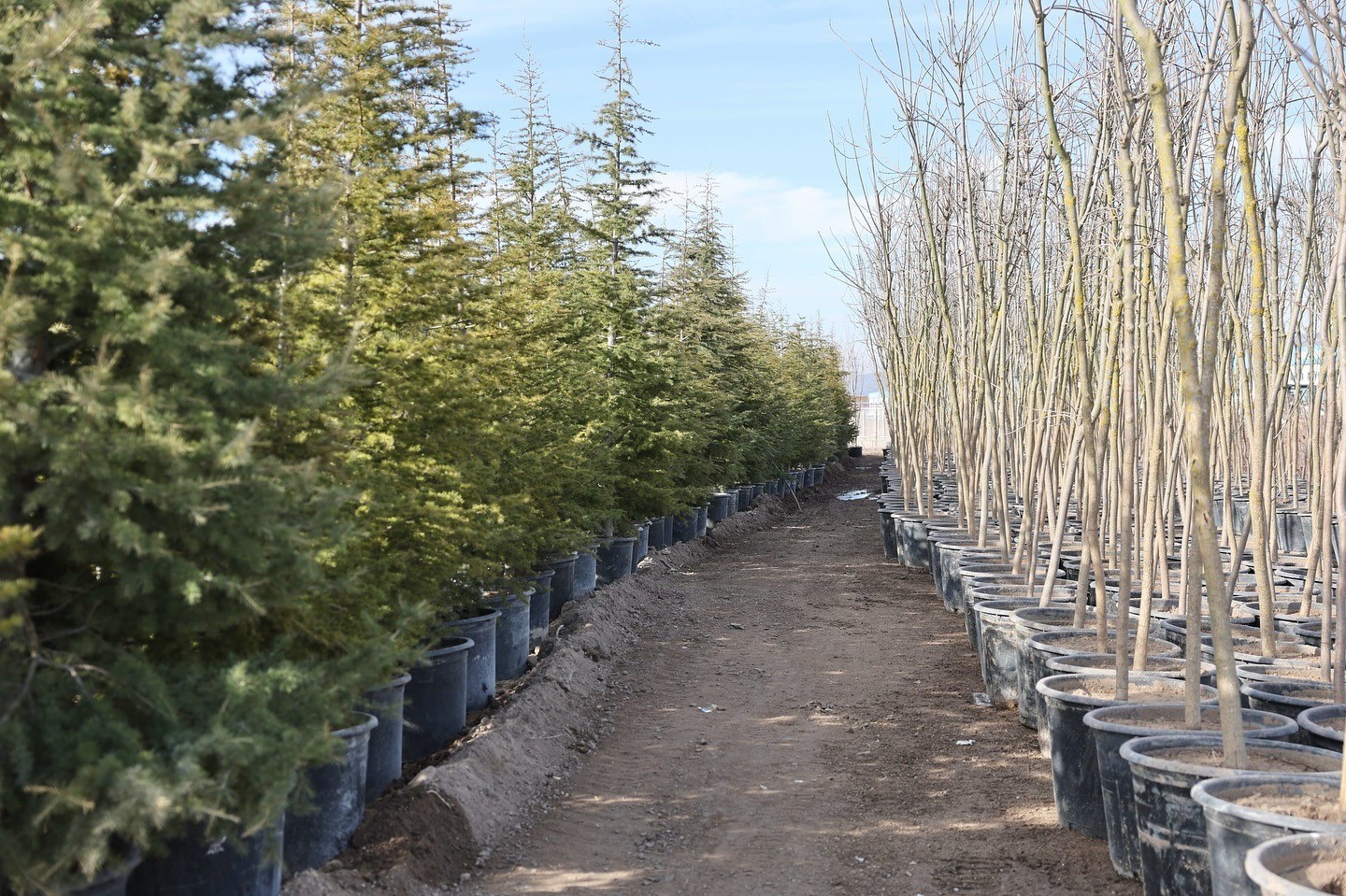 Başkan Çolakbayrakdar: "Şehrin yeşil geleceğini Kocasinan’da inşa ediyoruz"
