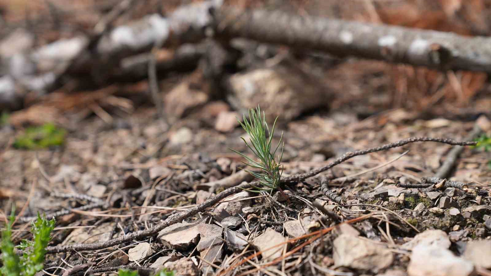 Başkan Işık’tan yeşil Gürsu çağrısı
