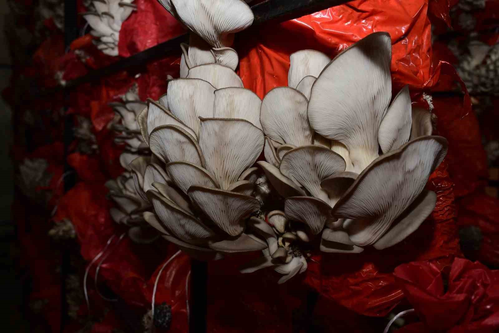 Başkan Kul: "Üreten kadınların yanında olmaya devam edeceğiz"
Başkan Kul: "Üreten kadınların yanında olmaya devam edeceğiz"