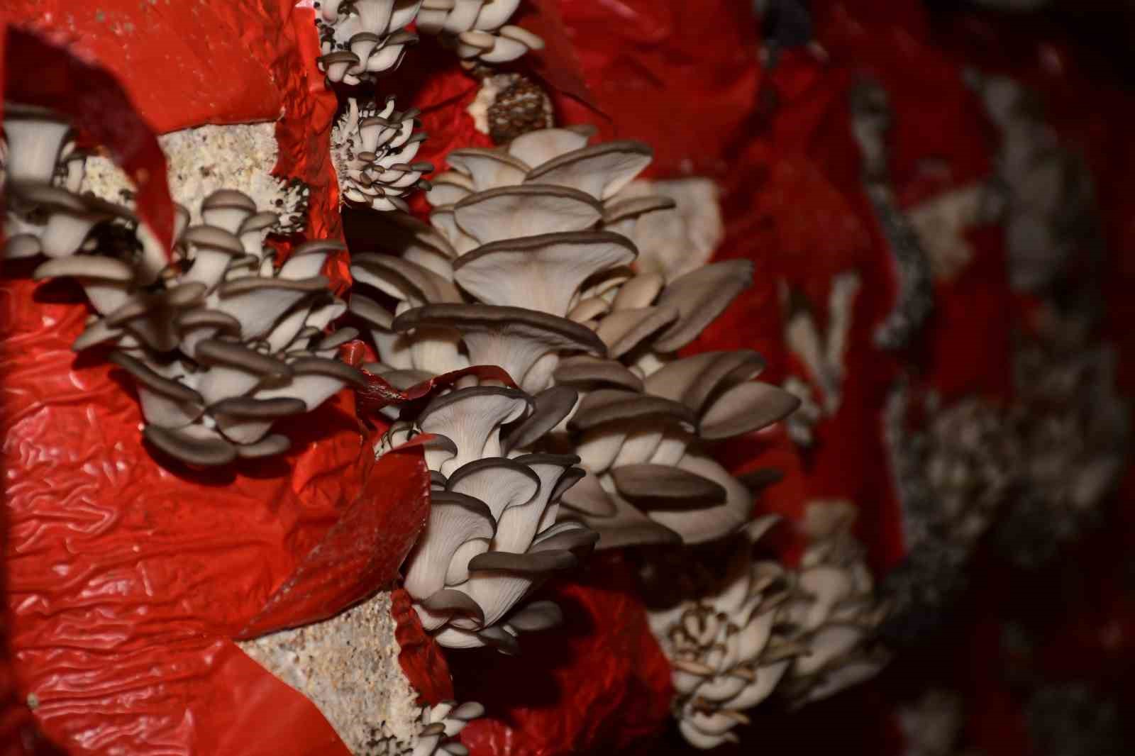 Başkan Kul: "Üreten kadınların yanında olmaya devam edeceğiz"
Başkan Kul: "Üreten kadınların yanında olmaya devam edeceğiz"