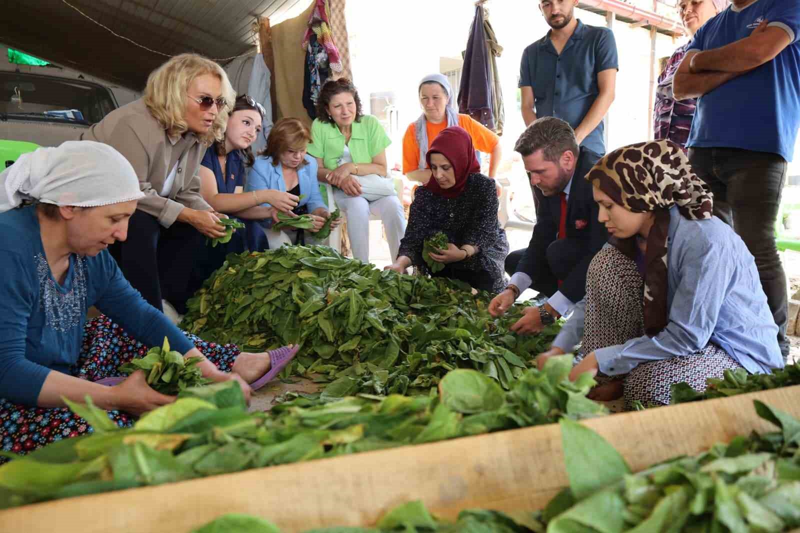 Başkan Tatık’tan tütün firmalarına ’Alım takvimi açıklayın’ çağrısı
