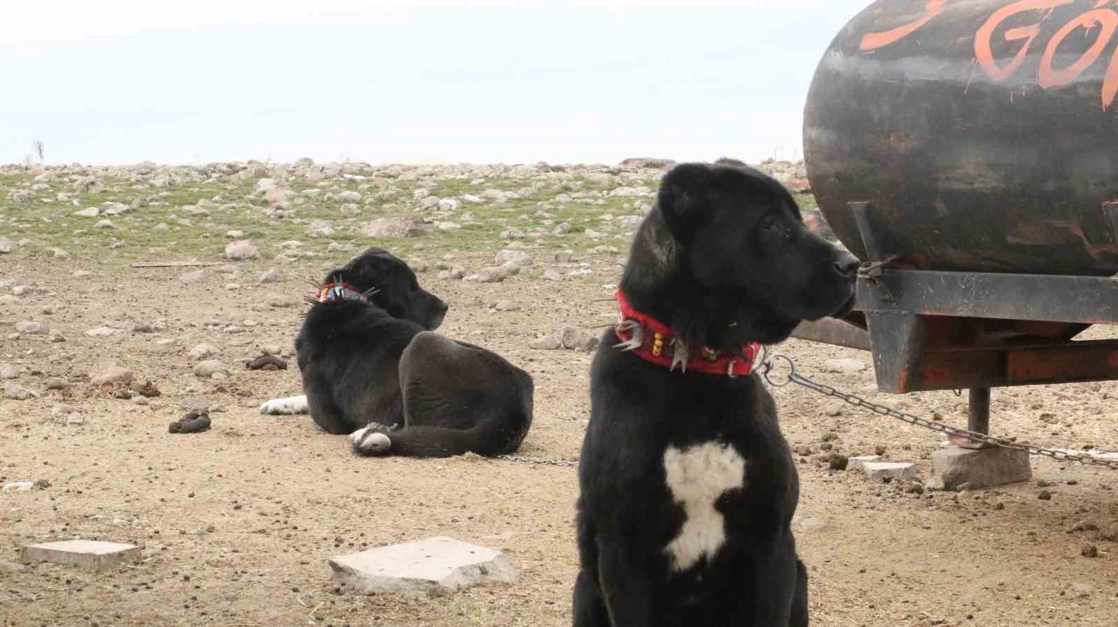 Başkentin siyah bekçileri: Haymana Karası
Başkentin siyah bekçileri: Haymana Karası