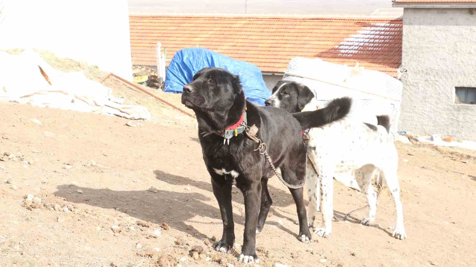 Başkentin siyah bekçileri: Haymana Karası
Başkentin siyah bekçileri: Haymana Karası