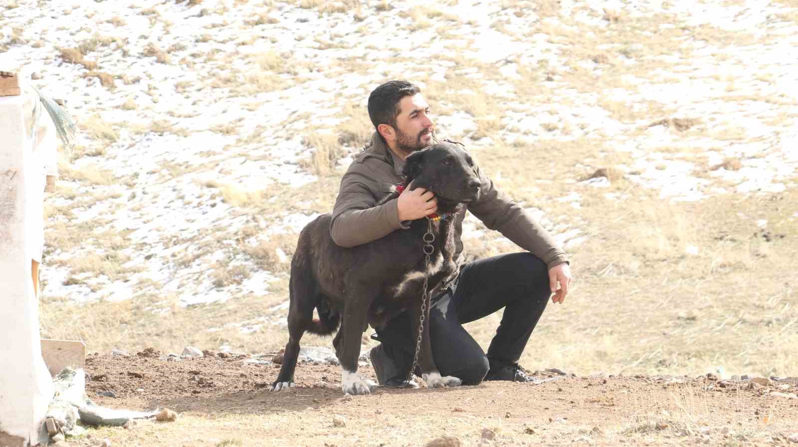Başkentin siyah bekçileri: Haymana Karası
Başkentin siyah bekçileri: Haymana Karası