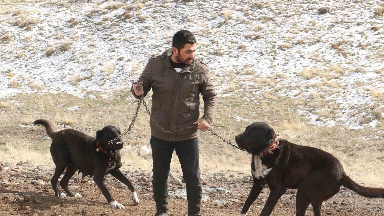 Başkentin siyah bekçileri: Haymana Karası
Başkentin siyah bekçileri: Haymana Karası