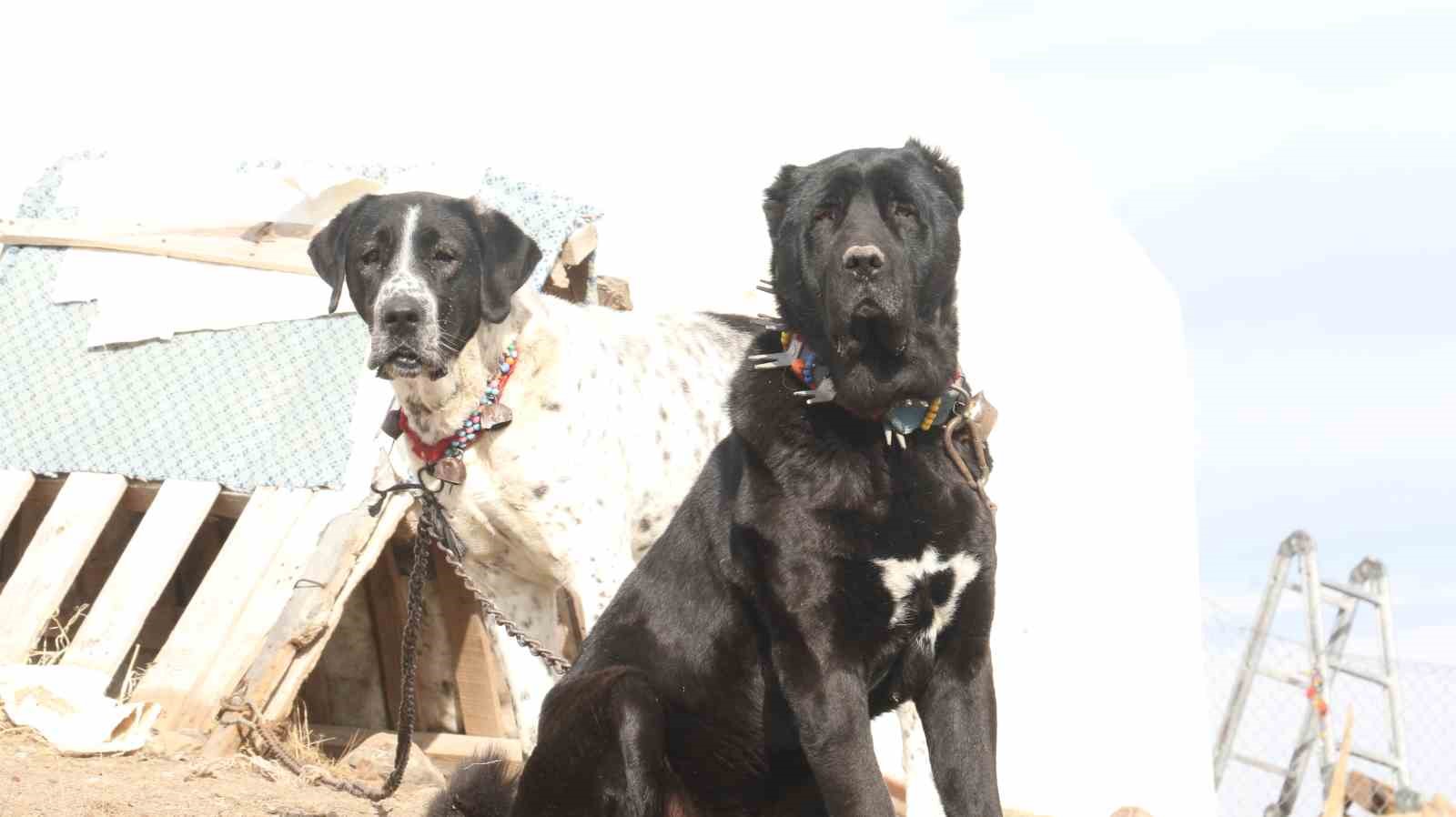 Başkentin siyah bekçileri: Haymana Karası
Başkentin siyah bekçileri: Haymana Karası