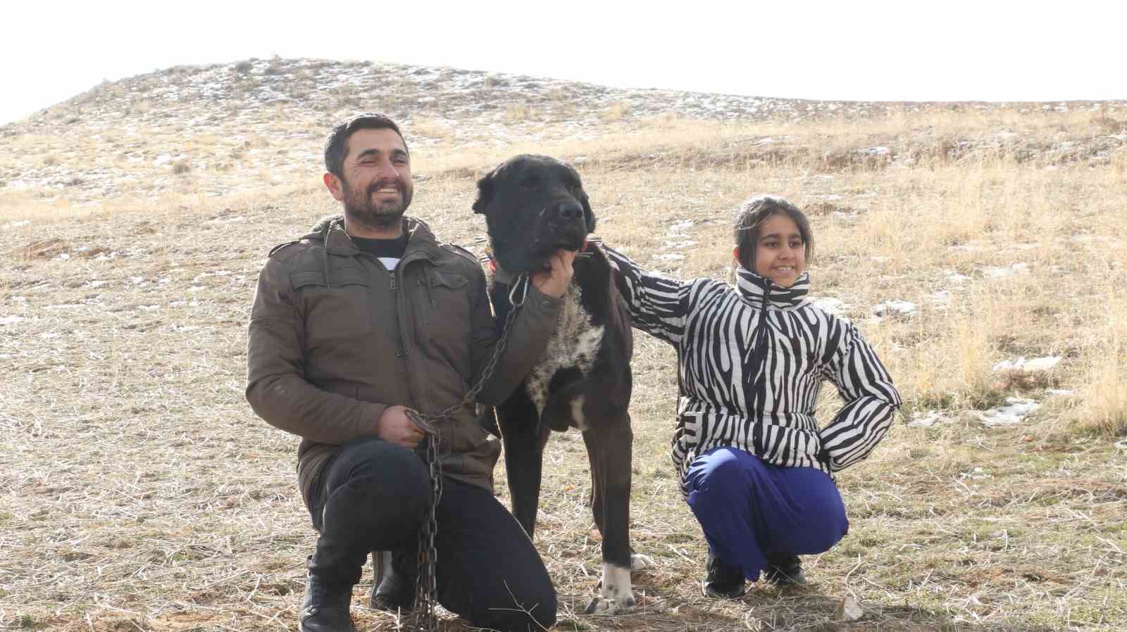 Başkentin siyah bekçileri: Haymana Karası
Başkentin siyah bekçileri: Haymana Karası