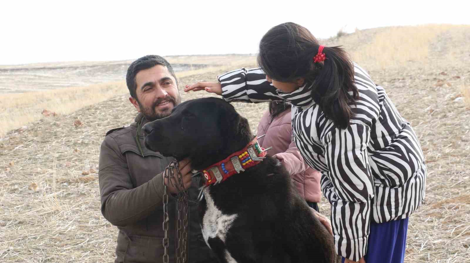 Başkentin siyah bekçileri: Haymana Karası
Başkentin siyah bekçileri: Haymana Karası