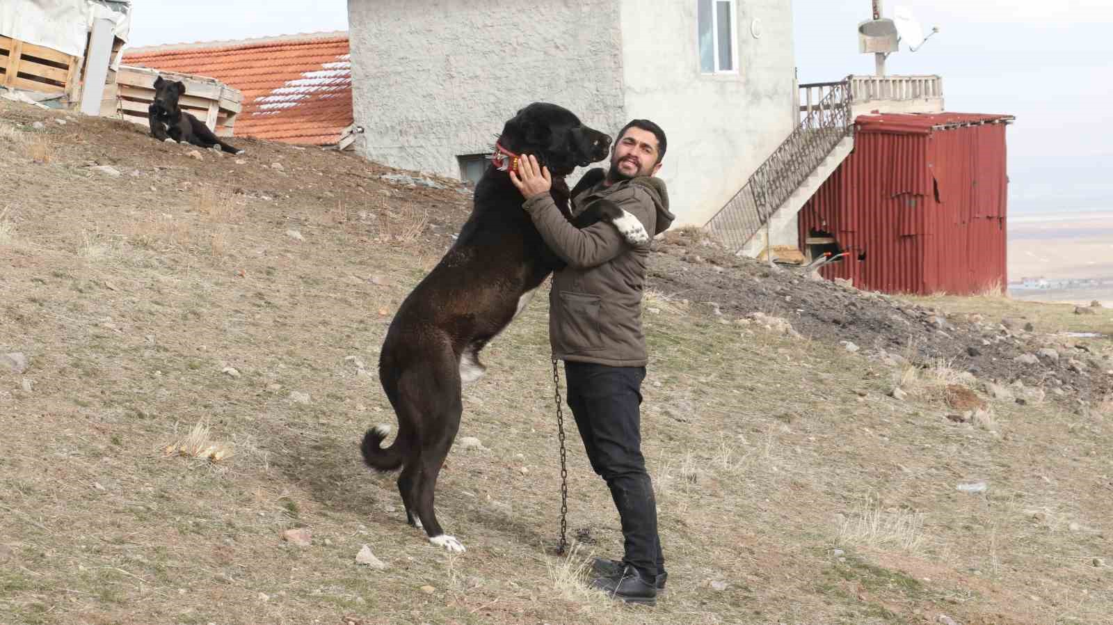 Başkentin siyah bekçileri: Haymana Karası
Başkentin siyah bekçileri: Haymana Karası