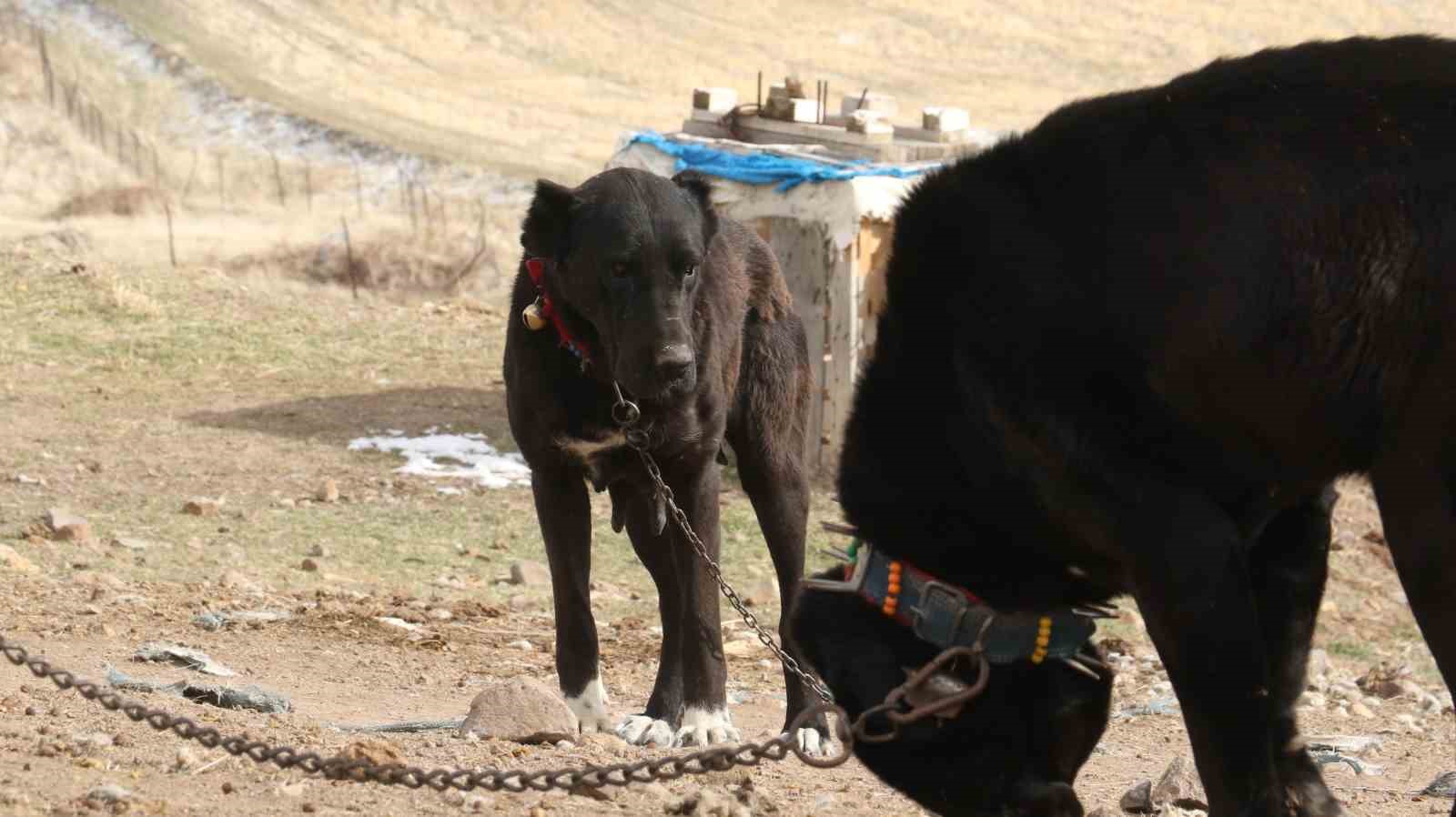 Başkentin siyah bekçileri: Haymana Karası
Başkentin siyah bekçileri: Haymana Karası