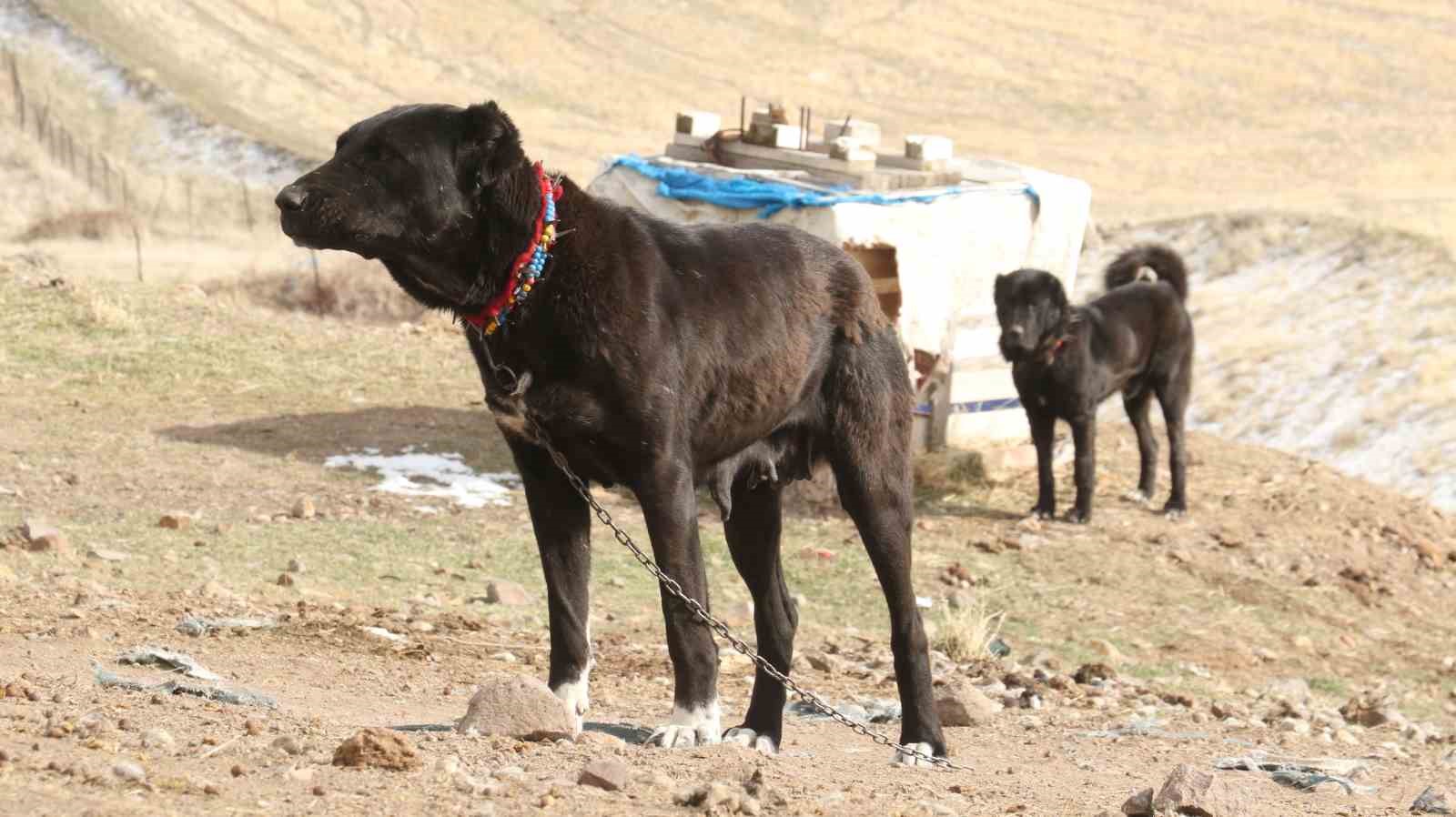 Başkentin siyah bekçileri: Haymana Karası
Başkentin siyah bekçileri: Haymana Karası