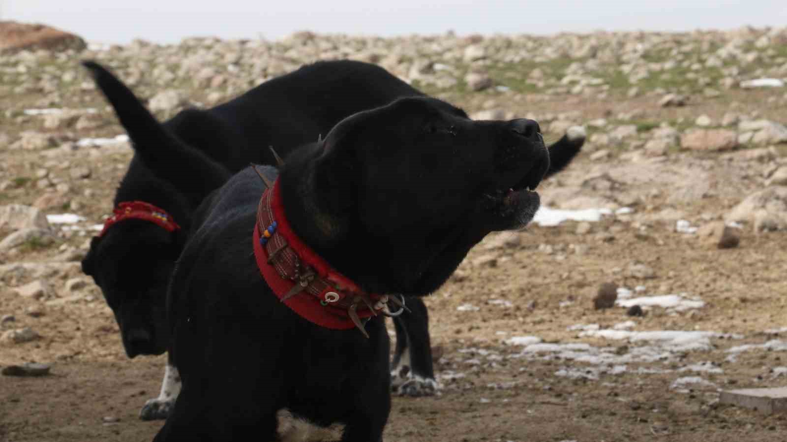 Başkentin siyah bekçileri: Haymana Karası
Başkentin siyah bekçileri: Haymana Karası
