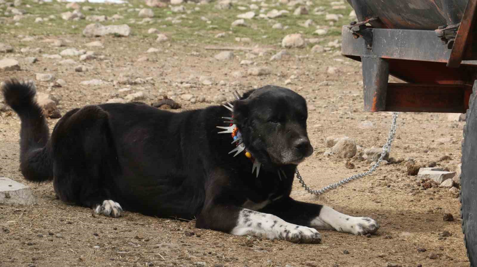Başkentin siyah bekçileri: Haymana Karası
Başkentin siyah bekçileri: Haymana Karası