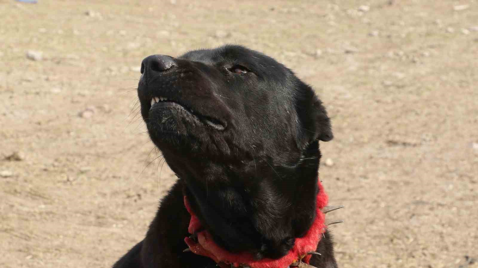 Başkentin siyah bekçileri: Haymana Karası
Başkentin siyah bekçileri: Haymana Karası