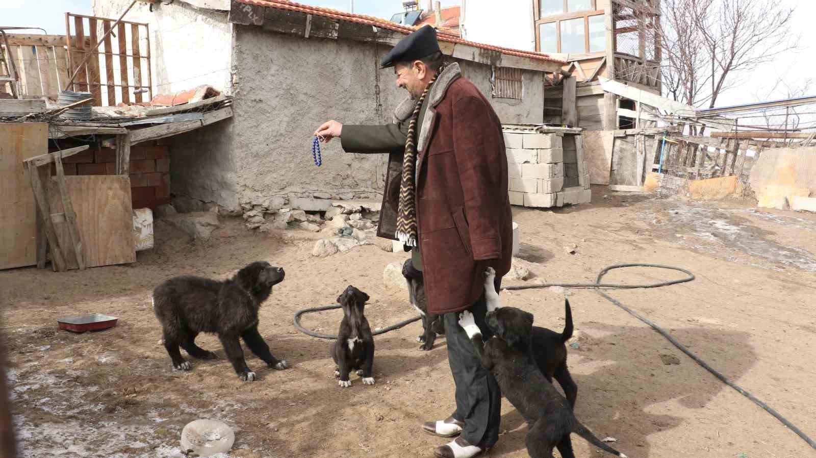 Başkentin siyah bekçileri: Haymana Karası
Başkentin siyah bekçileri: Haymana Karası
