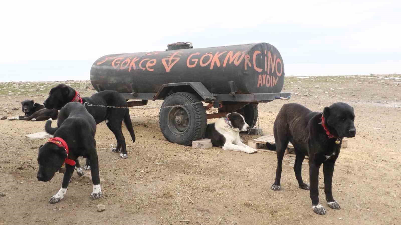 Başkentin siyah bekçileri: Haymana Karası
Başkentin siyah bekçileri: Haymana Karası