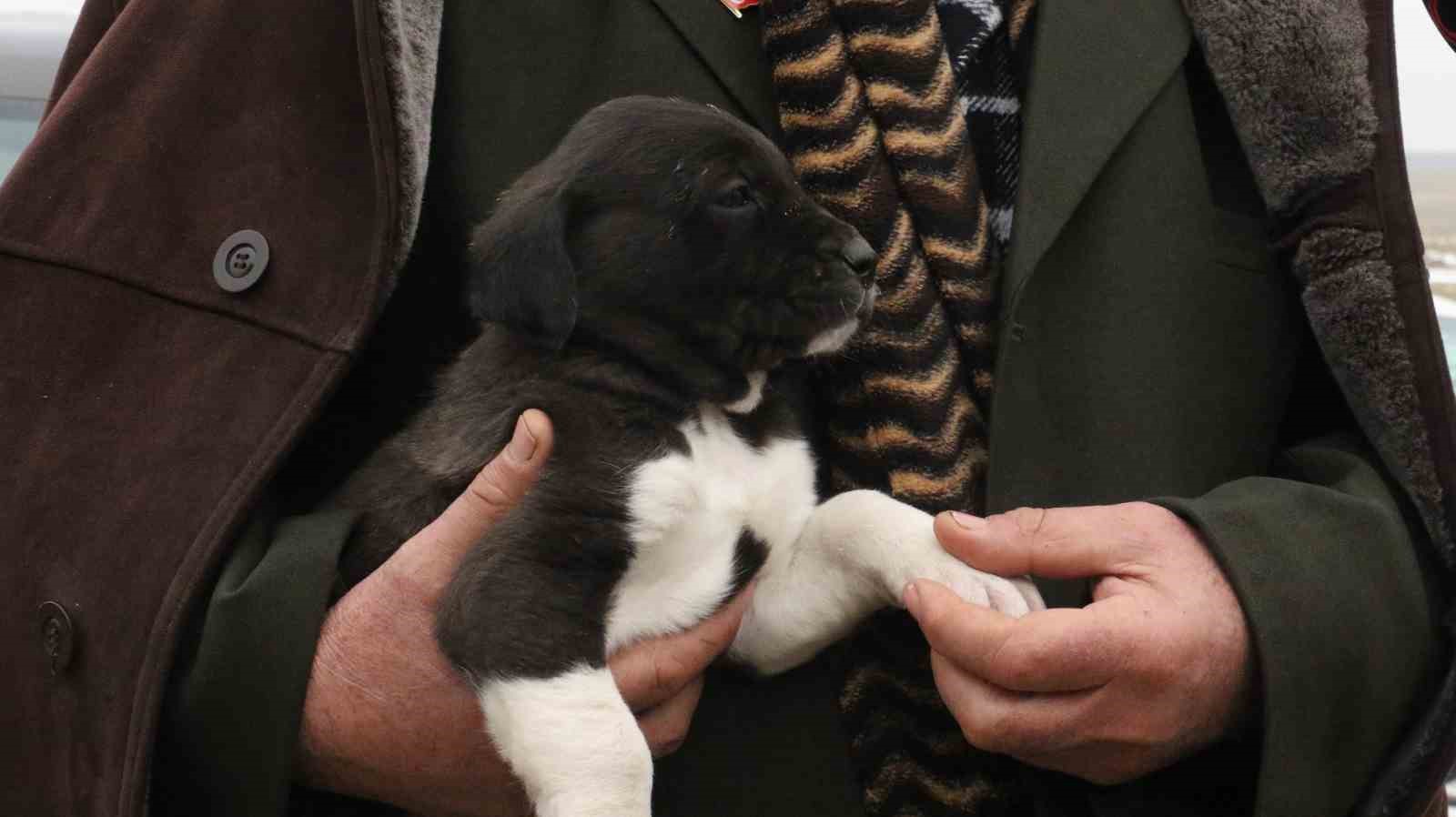 Başkentin siyah bekçileri: Haymana Karası
Başkentin siyah bekçileri: Haymana Karası