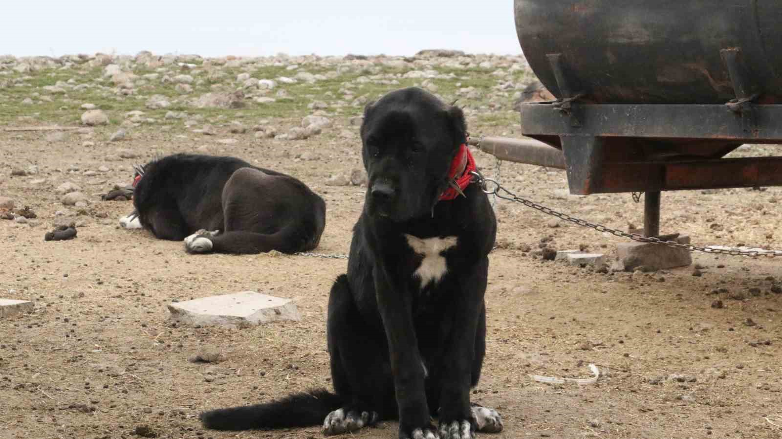 Başkentin siyah bekçileri: Haymana Karası
Başkentin siyah bekçileri: Haymana Karası