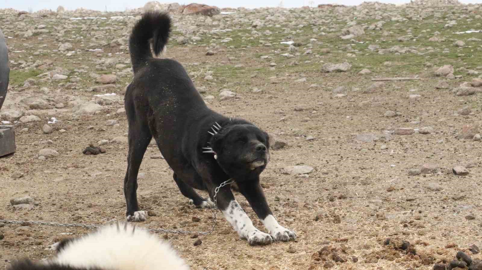 Başkentin siyah bekçileri: Haymana Karası
Başkentin siyah bekçileri: Haymana Karası