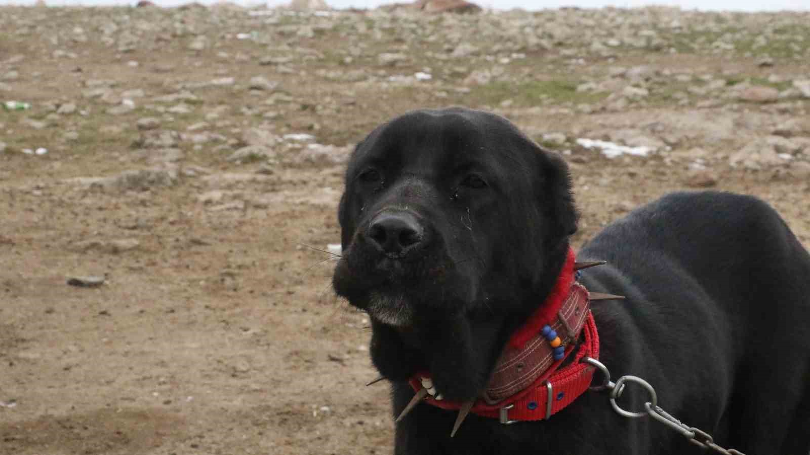 Başkentin siyah bekçileri: Haymana Karası
Başkentin siyah bekçileri: Haymana Karası