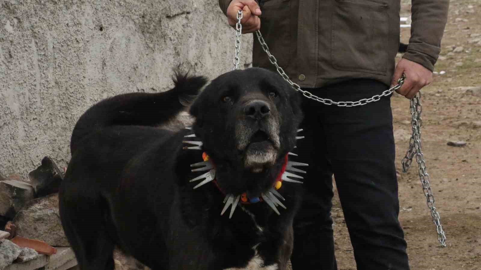 Başkentin siyah bekçileri: Haymana Karası
Başkentin siyah bekçileri: Haymana Karası