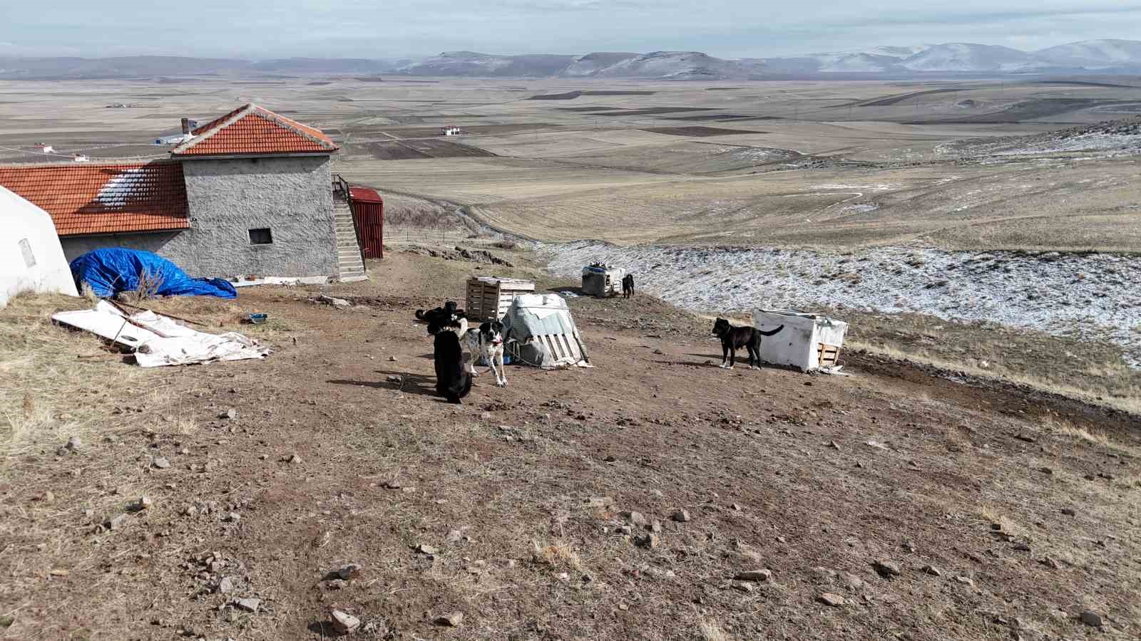 Başkentin siyah bekçileri: Haymana Karası
Başkentin siyah bekçileri: Haymana Karası