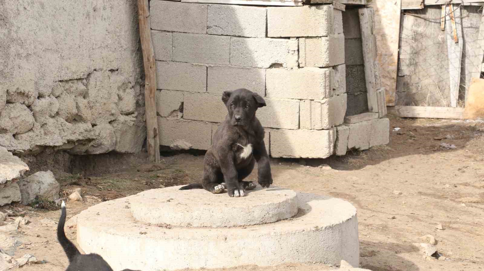 Başkentin siyah bekçileri: Haymana Karası
Başkentin siyah bekçileri: Haymana Karası