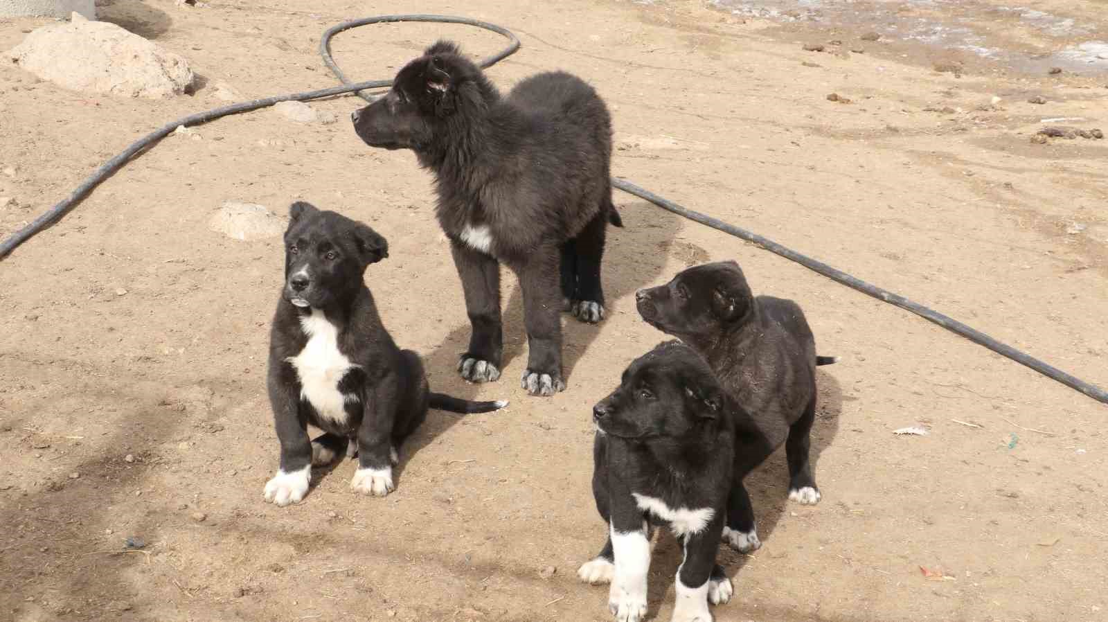 Başkentin siyah bekçileri: Haymana Karası
Başkentin siyah bekçileri: Haymana Karası