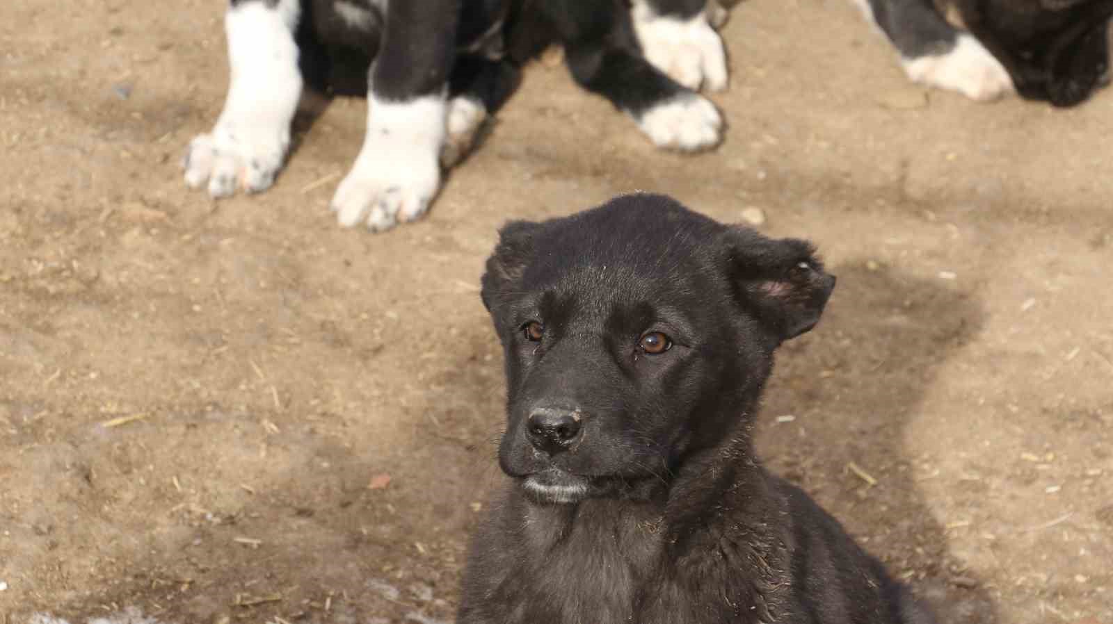 Başkentin siyah bekçileri: Haymana Karası
Başkentin siyah bekçileri: Haymana Karası