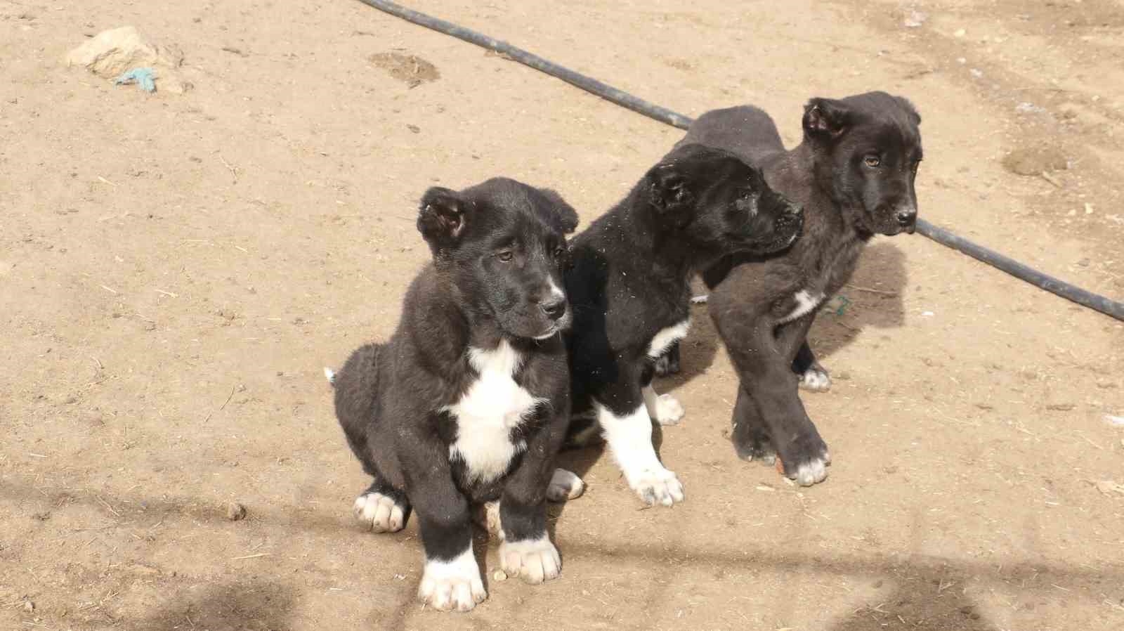 Başkentin siyah bekçileri: Haymana Karası
Başkentin siyah bekçileri: Haymana Karası