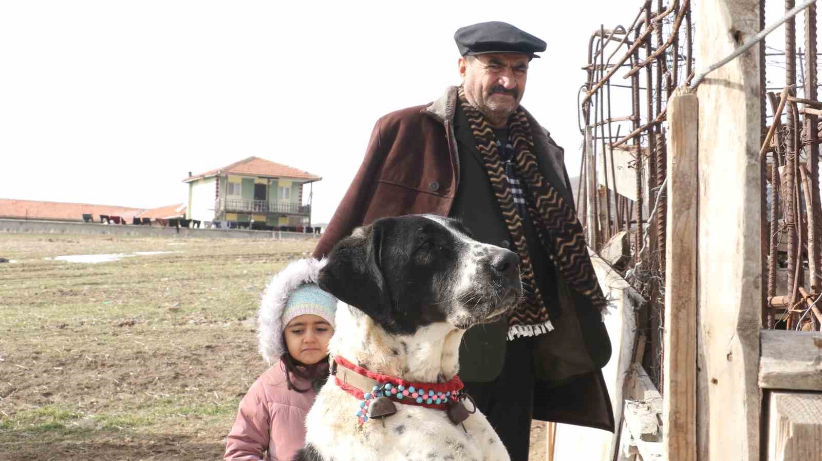 Başkentin siyah bekçileri: Haymana Karası
Başkentin siyah bekçileri: Haymana Karası