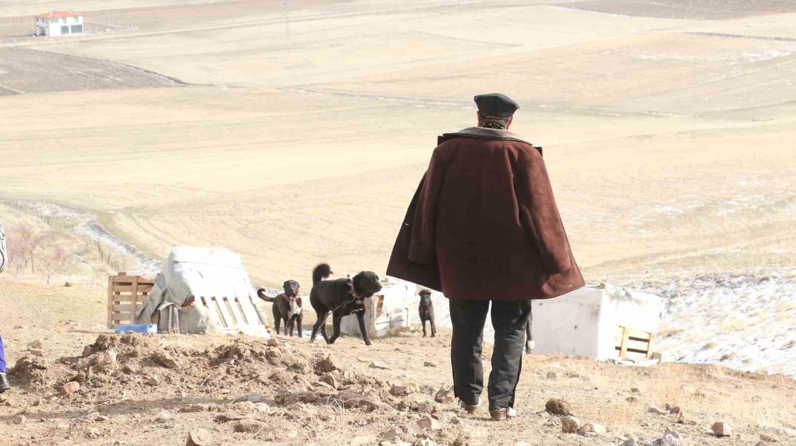 Başkentin siyah bekçileri: Haymana Karası
Başkentin siyah bekçileri: Haymana Karası