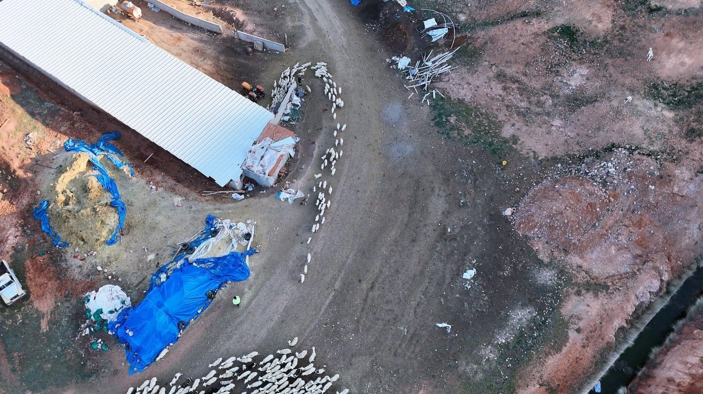 Başkent’te kuzuların anneleriyle buluşma anı dronla görüntülendi
