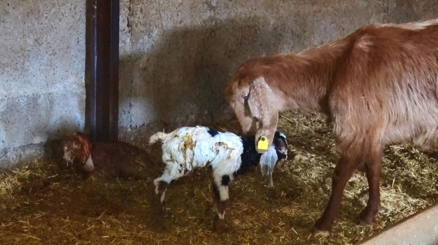 Başkent’te kuzuların anneleriyle buluşma anı dronla görüntülendi
