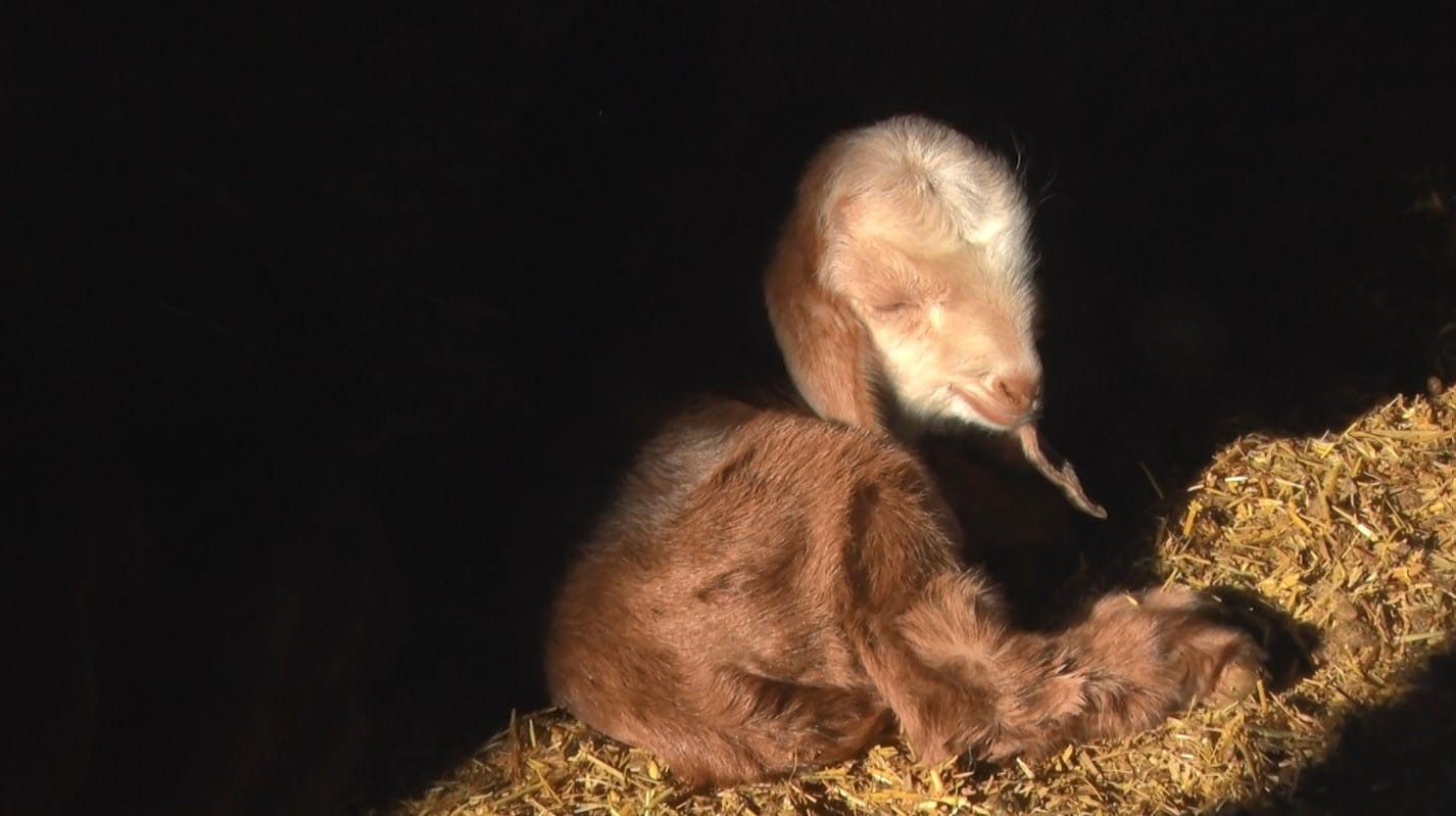 Başkent’te kuzuların anneleriyle buluşma anı dronla görüntülendi
