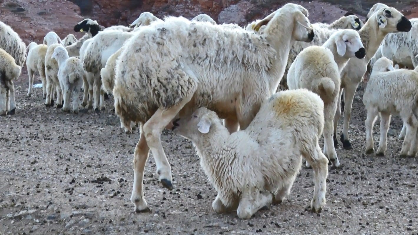 Başkent’te kuzuların anneleriyle buluşma anı dronla görüntülendi
