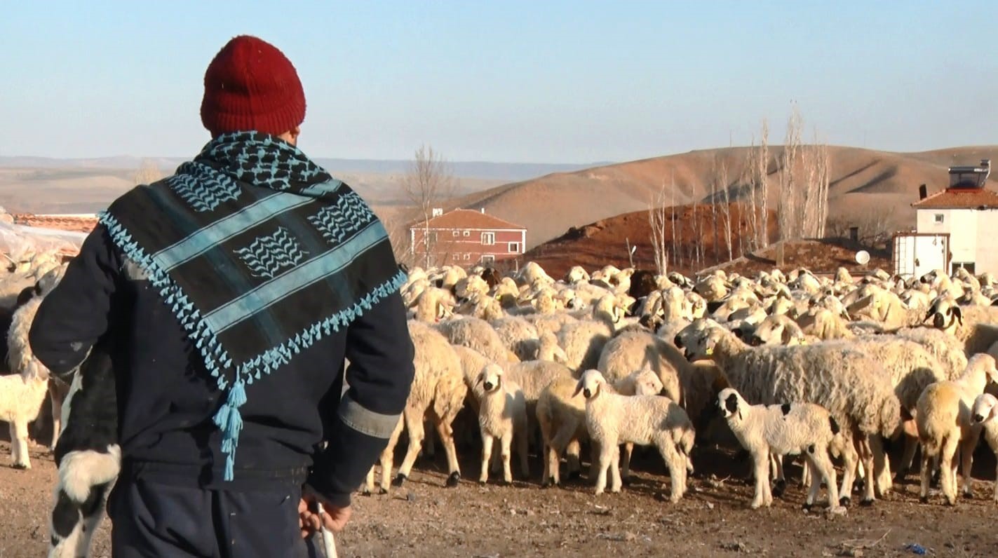 Başkent’te kuzuların anneleriyle buluşma anı dronla görüntülendi
