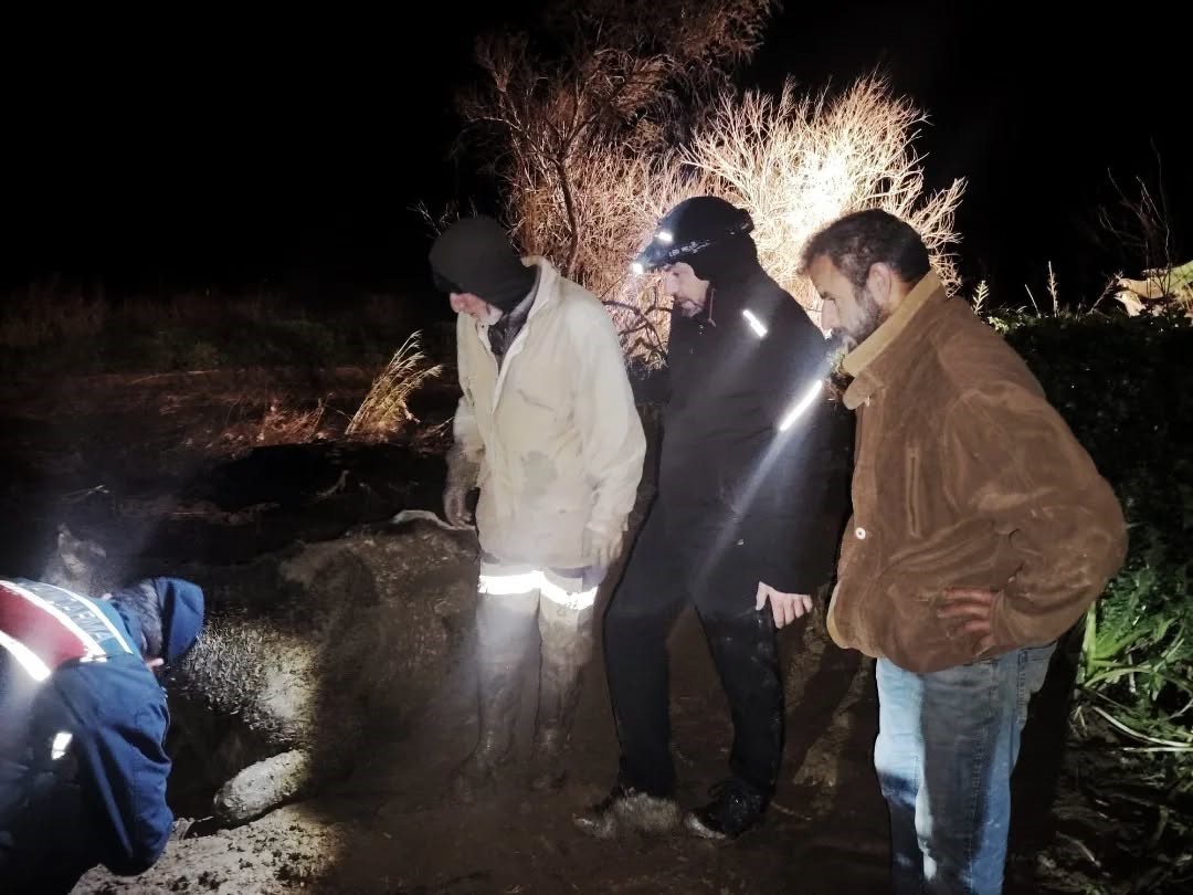 Bataklığa saplanan hayvan kurtarıldı
