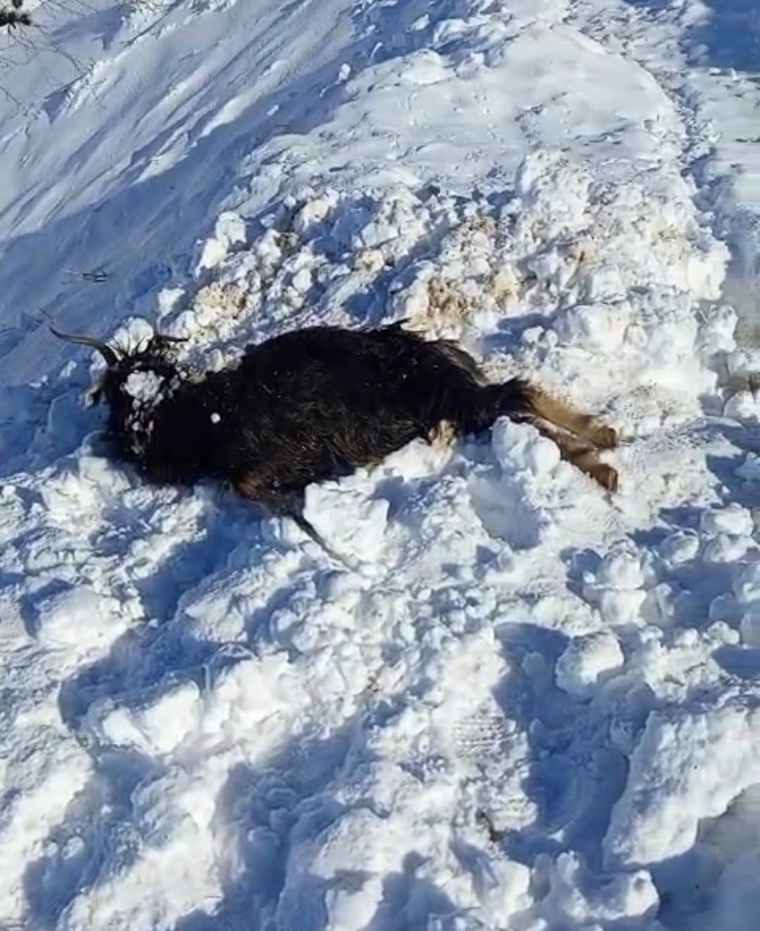 Batman’da ağıla çığ düştü: 45 küçükbaş hayvan telef oldu
