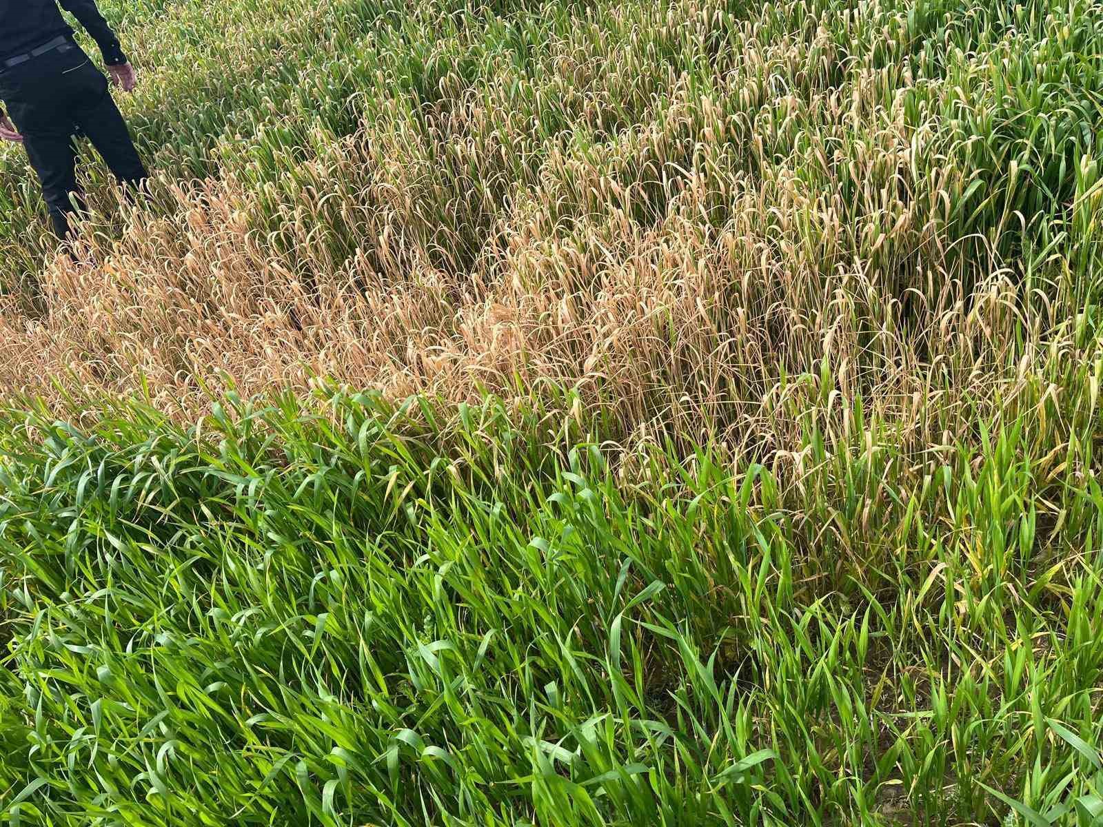 Batman’da çiftçilere ’yanlış ilaçlama’ uyarısı
