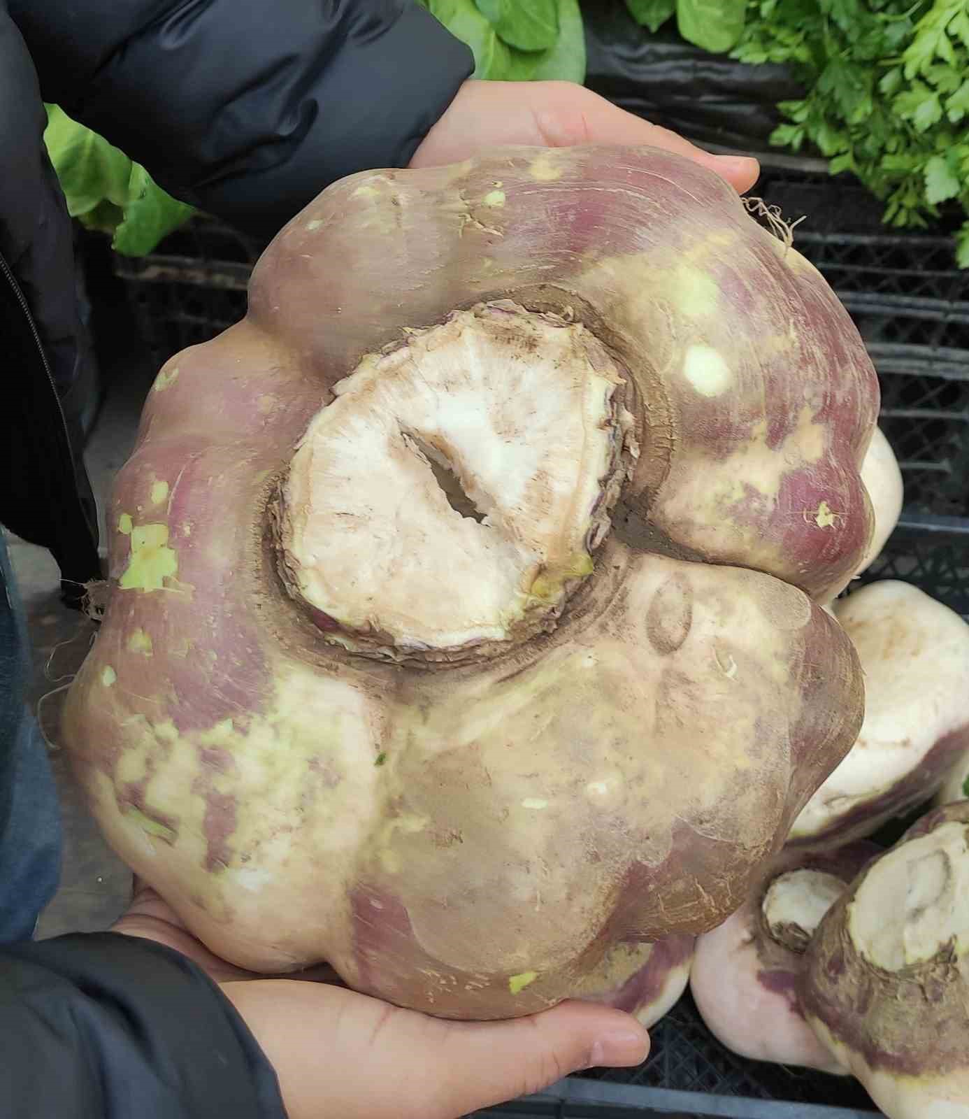 Batman’da dev turp görenleri şaşırttı
Batman’da dev turp görenleri şaşırttı