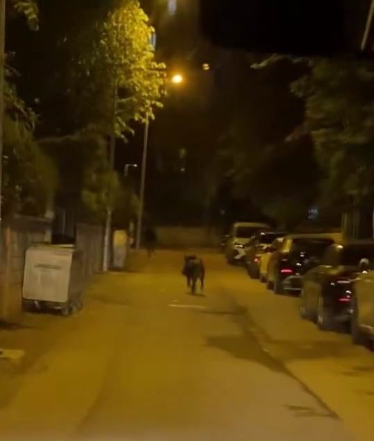 Batman’da domuz dehşeti: Yayaya çarpıp yaraladı, trafiğin altını üstüne getirdi
