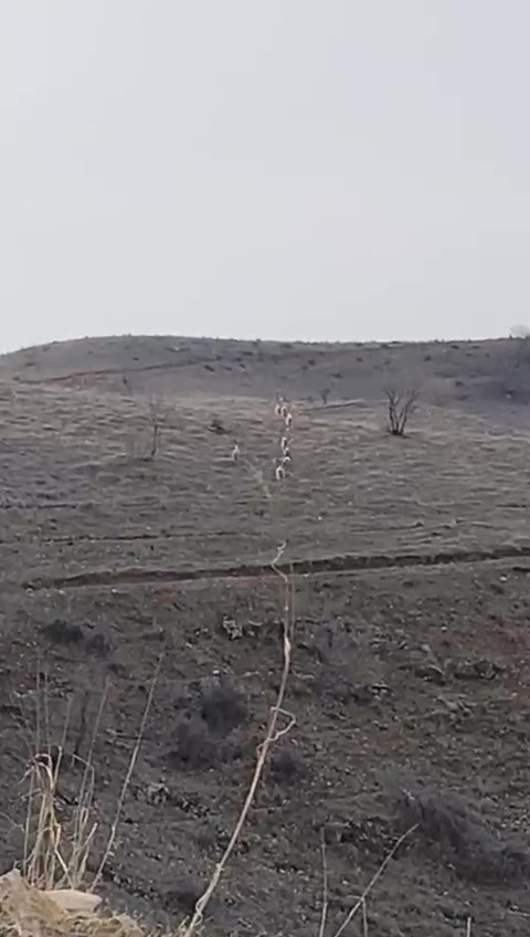 Batman’da nesli tükenme tehlikesinde olan dağ keçileri görüntülendi
