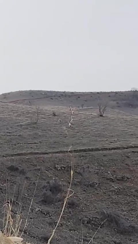Batman’da nesli tükenme tehlikesinde olan dağ keçileri görüntülendi
