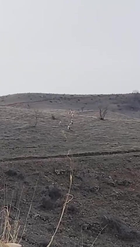 Batman’da nesli tükenme tehlikesinde olan dağ keçileri görüntülendi
